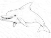 Раскраски дельфины онлайн для мальчиков и девочек